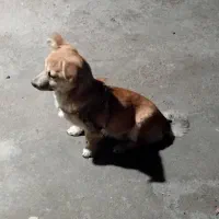 واگذاری سگ پاکوتاه|سگ|اراک, |دیوار