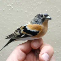 سهره|پرنده|اصفهان, بوستان ناژوان|دیوار