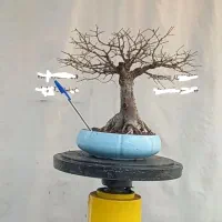 بونسای نارون|گل و گیاه طبیعی|تهران, امام خمینی|دیوار