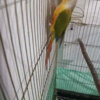 جفت گرین چیک|پرنده|قائن, |دیوار