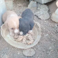 توله پا کوتاه واگذاری|سگ|شازند, |دیوار