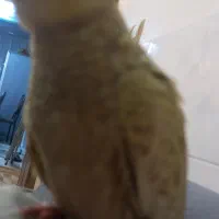 پرنده ی گم شده