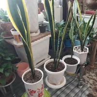 گل آپارتمانی