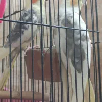 عروس هلندی|پرنده|تهران, افسریه شمالی|دیوار