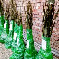 نهال های پربارده گردو صنوبر بادام چنار در نهالستان