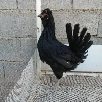مرغ گلین|حیوانات مزرعه|شیراز, دارالرحمه|دیوار