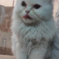 گربه