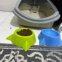 گربه پرشین سوپرفلت اصل|گربه|ارومیه, |دیوار