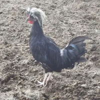 مرغ و خروس لهستانی|حیوانات مزرعه|کاشمر, |دیوار