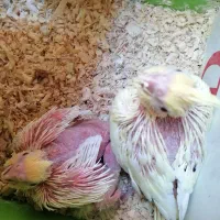 جوجه عروس هلندی