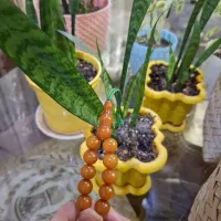 تسبیح کهربا|جواهرات|تبریز, |دیوار