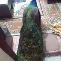 دکوری|مجسمه، تندیس، ماکت|گرگان, |دیوار