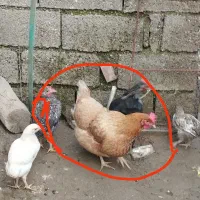 مرغ محلی تخم گذار