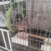 مینا جوان باهوش دستی|پرنده|زرقان, |دیوار