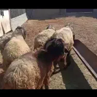 قوچ و بره قوچ|حیوانات مزرعه|شیراز, داریون|دیوار