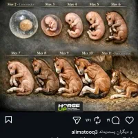 فروش اسب عرب