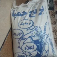 فروش برنج چمپا