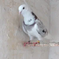 هما .ریشه دار کفتر کفتر بازی