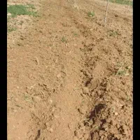 تیلر زدن باغ و زمین