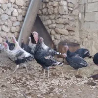 بوقلمون|حیوانات مزرعه|شیراز, محمدیه|دیوار