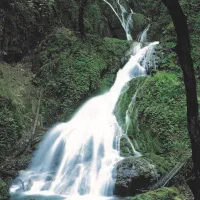 تور جنگلی شمال