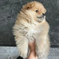 سگ پامرین|سگ|قزوین, |دیوار