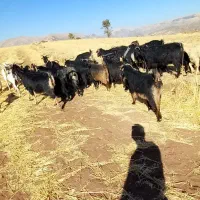 بزکوردی داشتی