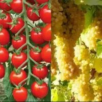 آبگیری گوجه وانگور در محل شما سیار|خدمات پیشه و مهارت|همدان, |دیوار