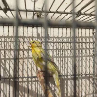 قناری نر|پرنده|مسجد سلیمان, |دیوار