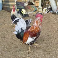 تخم مرغ نطفه دار گلین