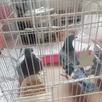 کبوتر|پرنده|هشتگرد, شهرک آفتاب|دیوار