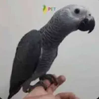 خرید  فروش کاسکو دونخور سخنگو سرلاکی