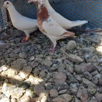 پرنده|پرنده|مروست, |دیوار