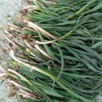 پیازوک کوهی