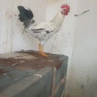 خروس محلی|حیوانات مزرعه|کرمانشاه, |دیوار