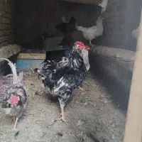 تخم مرغ گلین