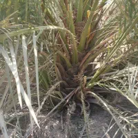 فروش نخل برجی ۲۰ کیلو به بالا شرطی