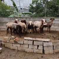 بره گوسفند ۱۰ تا|حیوانات مزرعه|قائمشهر, |دیوار