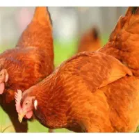 مرغ جوان  تازه  تخمگذار