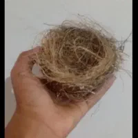 قناری