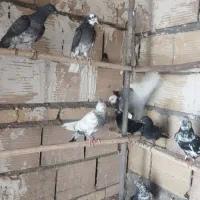 کفتر پرشی