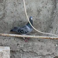 پلاکی|پرنده|اشتهارد, |دیوار