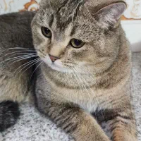 واگذاری گربه