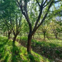 سند-آب-برق-گاز-کردزار-1100-م-باغ-4-دیواری
