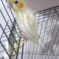 عروس هلندی لوتینو|پرنده|خرمآباد, |دیوار