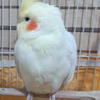 عروس هلندی لوتینو