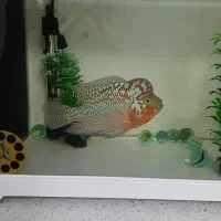 ماهی فلاور کامفا مولتی کالر|ماهی|کرج, گوهردشت|دیوار