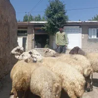 گوسفند آبستن سنگین