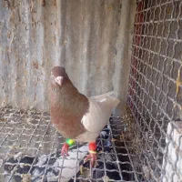 سرسرخ نرکلاهی|پرنده|راین, |دیوار