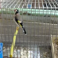 سهره جوجه قفس|پرنده|بروجرد, |دیوار